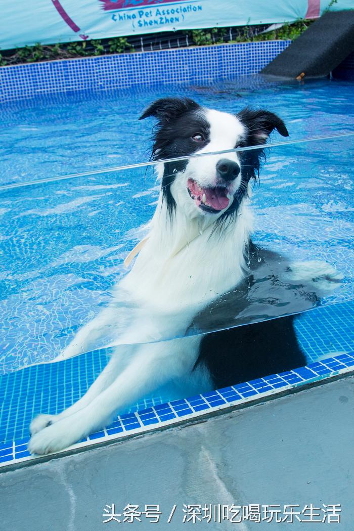 一千平室外宠物乐园,拥有数百只流浪猫的猫咪公园