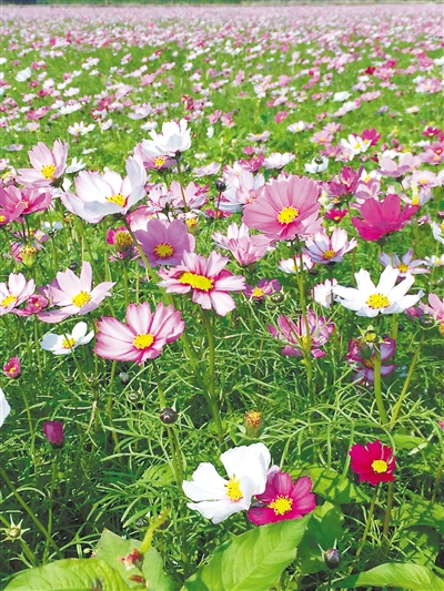 好看花儿的名字有哪些,所有非常美丽的花儿名字