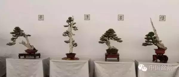 红子刺树桩盆景大全,曲杆式树桩盆景图片