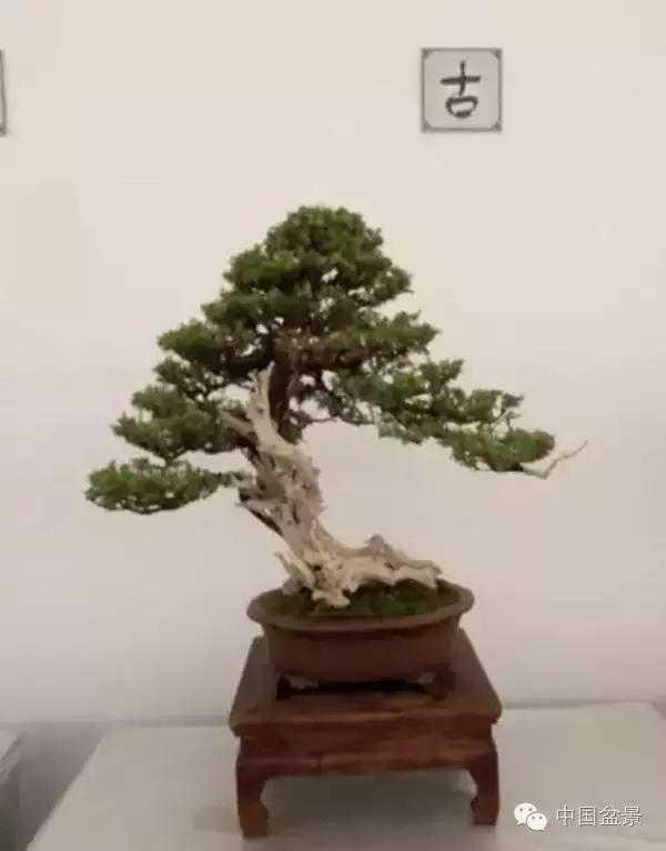 红子刺树桩盆景大全,曲杆式树桩盆景图片