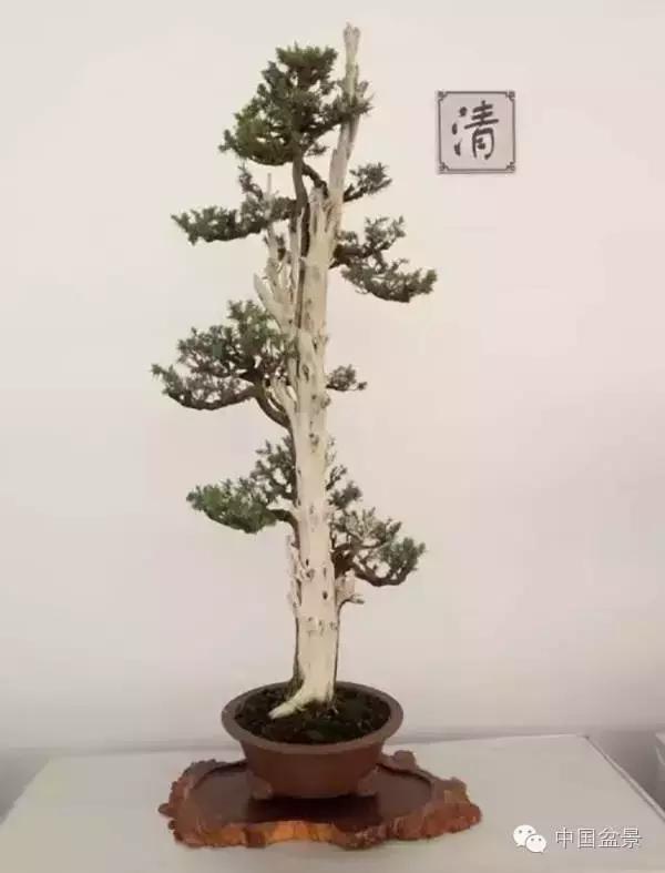 红子刺树桩盆景大全,曲杆式树桩盆景图片