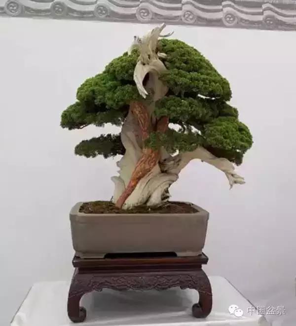 红子刺树桩盆景大全,曲杆式树桩盆景图片