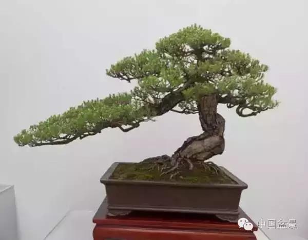 红子刺树桩盆景大全,曲杆式树桩盆景图片