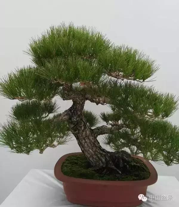 红子刺树桩盆景大全,曲杆式树桩盆景图片