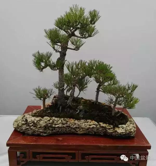 红子刺树桩盆景大全,曲杆式树桩盆景图片