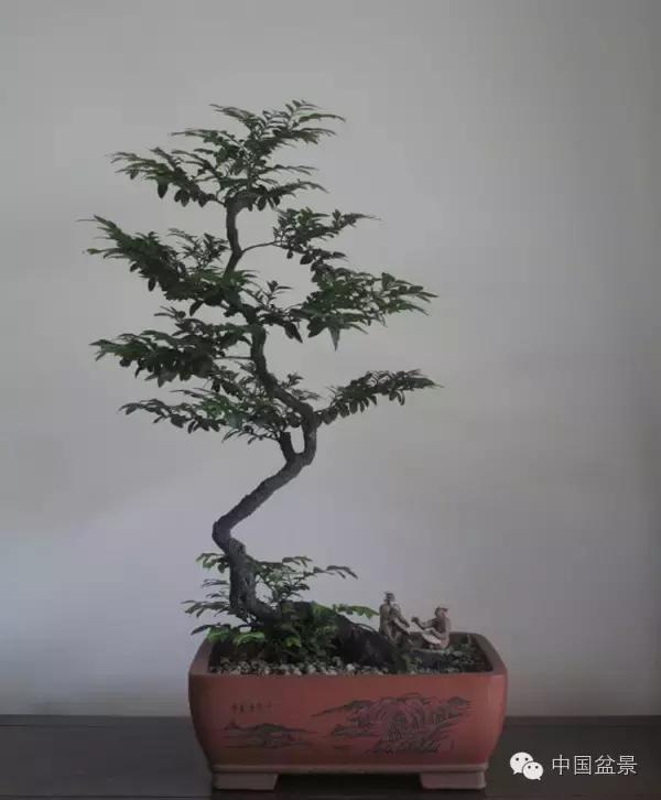 红子刺树桩盆景大全,曲杆式树桩盆景图片