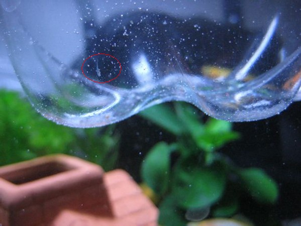 蓝色的小金鱼如何养殖,斑马鱼的养殖方法和技巧大全