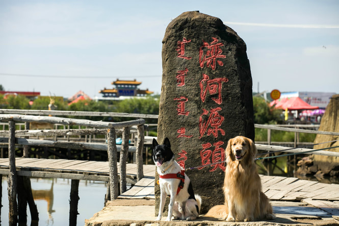 国庆节带狗狗适合去哪玩,国庆节狗狗出去浪