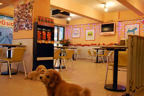 国庆节带狗狗适合去哪玩,国庆节狗狗出去浪