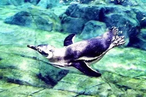 西安国庆节大唐不夜城有什么节目,西安国庆节有什么玩的