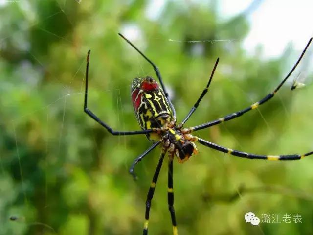 云南昆虫宴美食,云南特点虫宴