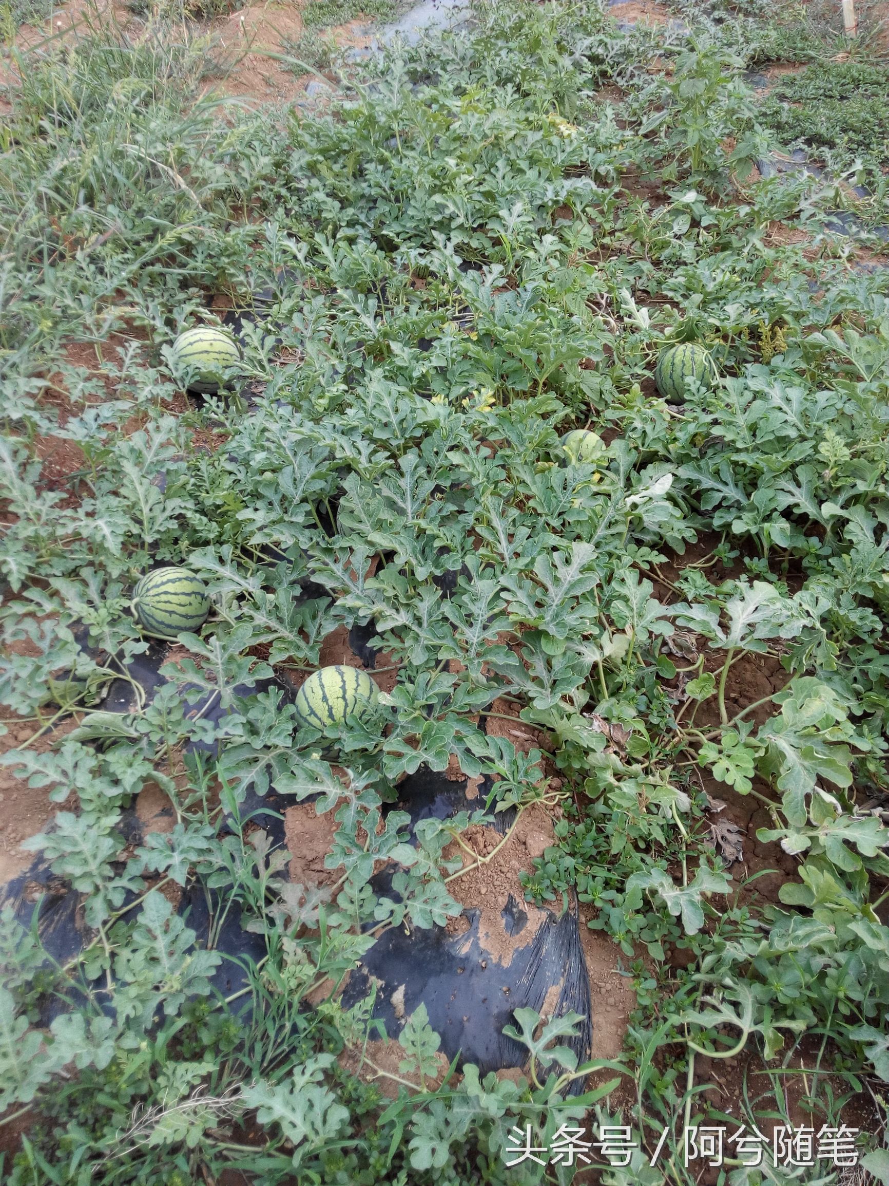 农村人最爱种植的20种“瓜”，你认识几个？|阿兮随笔