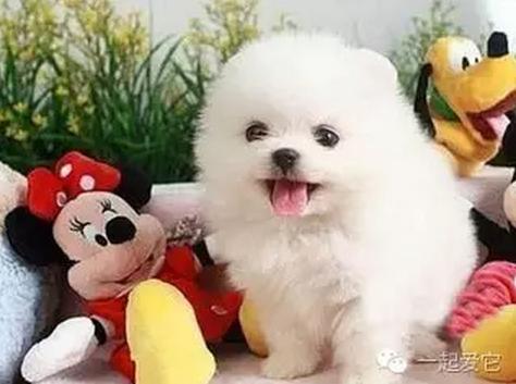 给狗狗取名字的四种方法,给捡来狗狗取什么名字好