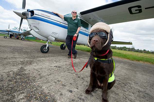 国庆节带狗狗适合去哪玩,国庆节狗狗出去浪