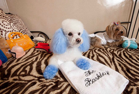 国庆节带狗狗适合去哪玩,国庆节狗狗出去浪