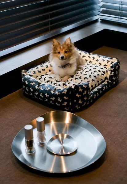 国庆节带狗狗适合去哪玩,国庆节狗狗出去浪