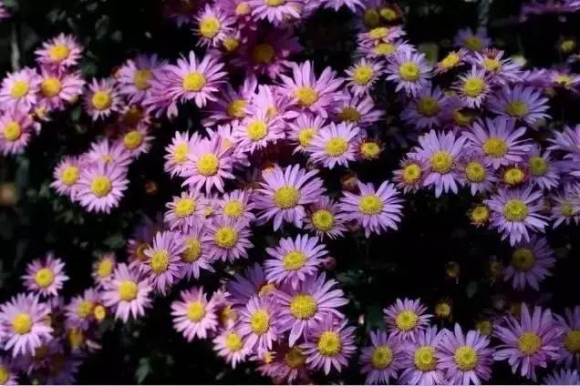 西安国庆节大唐不夜城有什么节目,西安国庆节有什么玩的