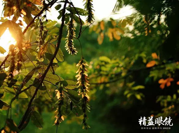 爱眼课堂｜秋天眼睛防护别掉队