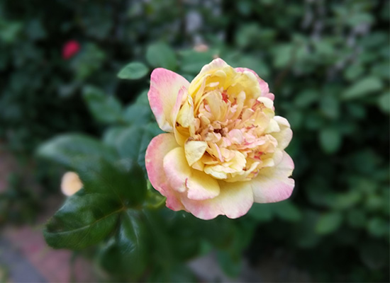 cool1dual是什么牌子,cool1dual有多少软件