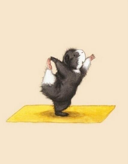 正确鸽子式练瑜伽,小仓鼠练瑜伽