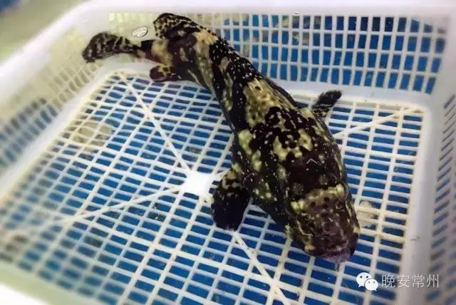 中秋佳节家的味道,中秋家宴视频