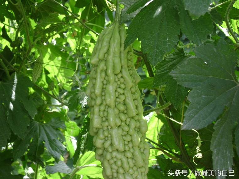 苦瓜你是吃的苦，还是吃的健康呢？
