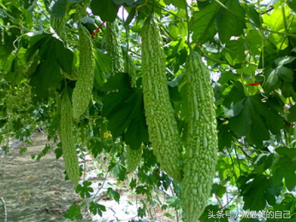 苦瓜你是吃的苦，还是吃的健康呢？