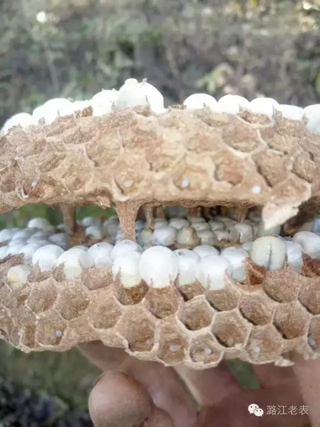 云南昆虫宴美食,云南特点虫宴