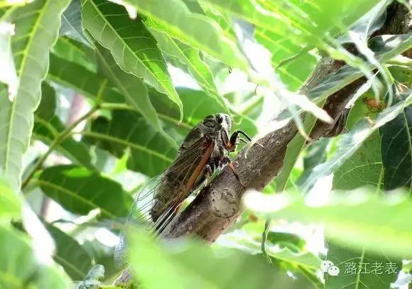 云南昆虫宴美食,云南特点虫宴
