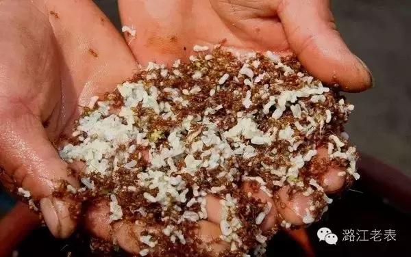 云南昆虫宴美食,云南特点虫宴