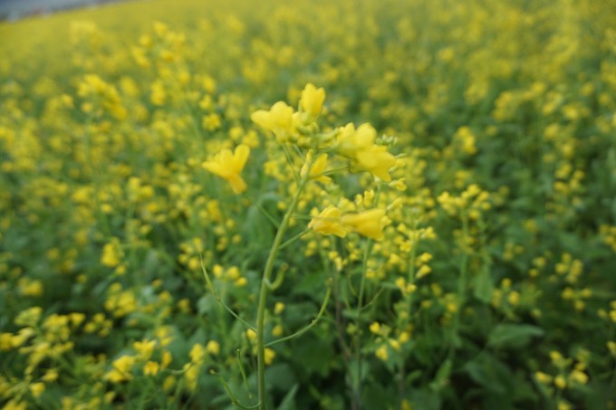 青海大西北之旅 (西宁青海湖张掖敦煌夏季之旅)