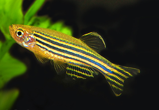 蓝色的小金鱼如何养殖,斑马鱼的养殖方法和技巧大全