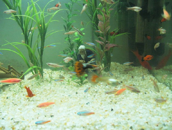 蓝色的小金鱼如何养殖,斑马鱼的养殖方法和技巧大全