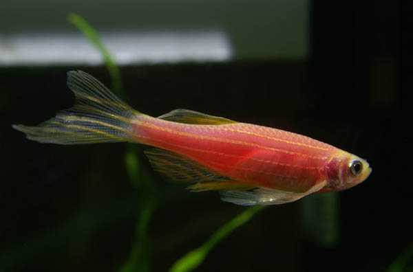 蓝色的小金鱼如何养殖,斑马鱼的养殖方法和技巧大全