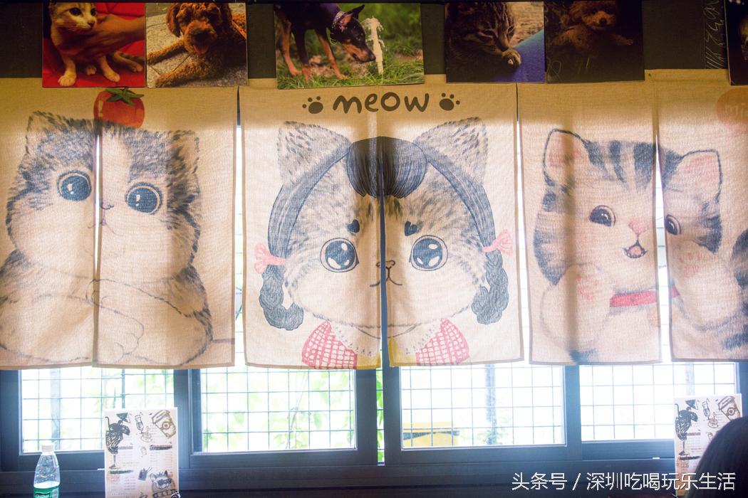 一千平室外宠物乐园,拥有数百只流浪猫的猫咪公园