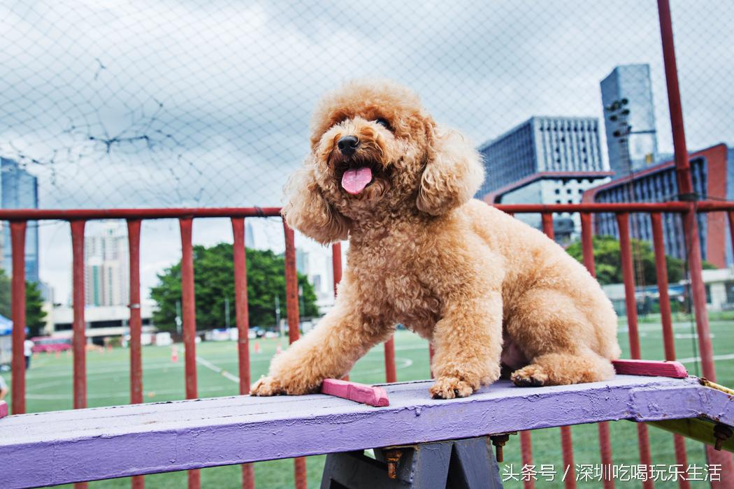 一千平室外宠物乐园,拥有数百只流浪猫的猫咪公园