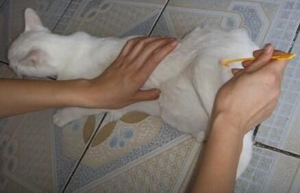 棉签解决猫咪发情，我国人民果然智慧~