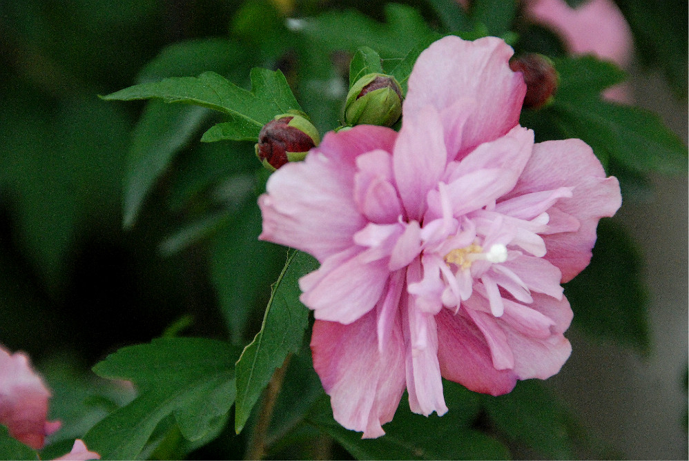 好看花儿的名字有哪些,所有非常美丽的花儿名字