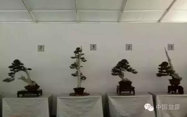 红子刺树桩盆景大全,曲杆式树桩盆景图片