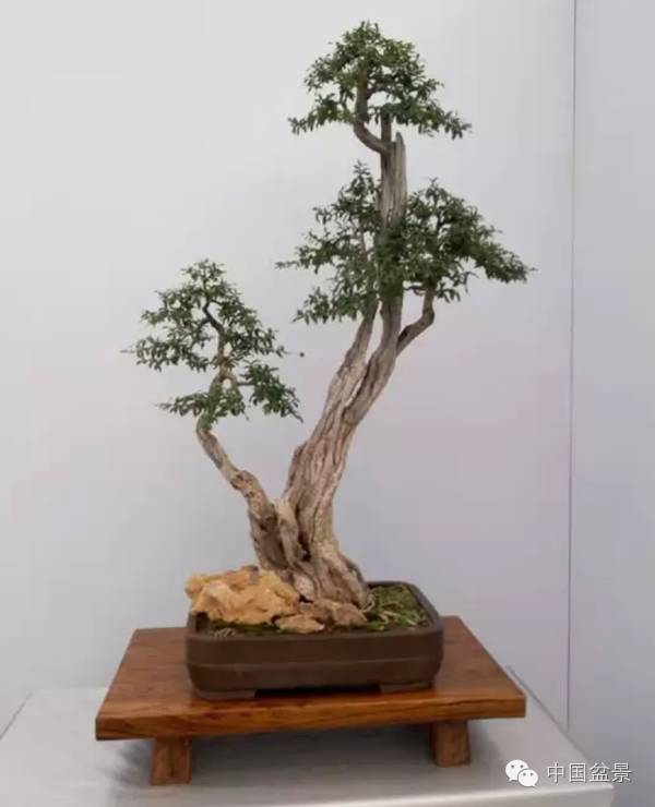 红子刺树桩盆景大全,曲杆式树桩盆景图片