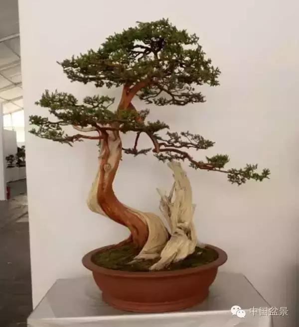 红子刺树桩盆景大全,曲杆式树桩盆景图片