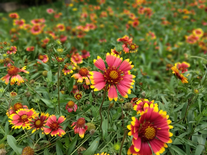 cool1手机测评,cool1dual拍照评测