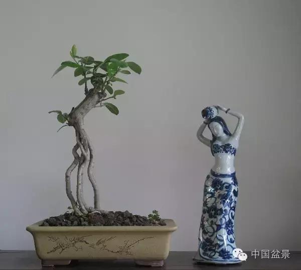 红子刺树桩盆景大全,曲杆式树桩盆景图片