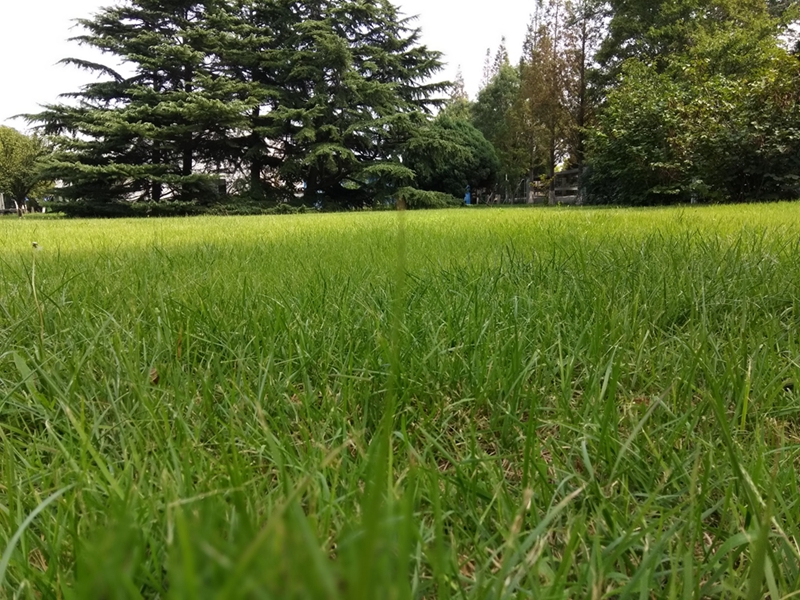 cool1手机测评,cool1dual拍照评测