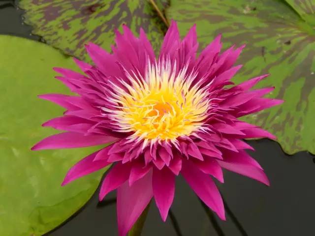 广州莲花山睡莲池,广州市莲花山睡莲