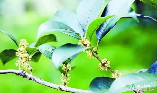 最美的5个赏桂好去处,不错过金秋赏桂好时节