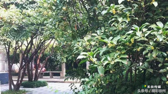 最美的5个赏桂好去处,不错过金秋赏桂好时节