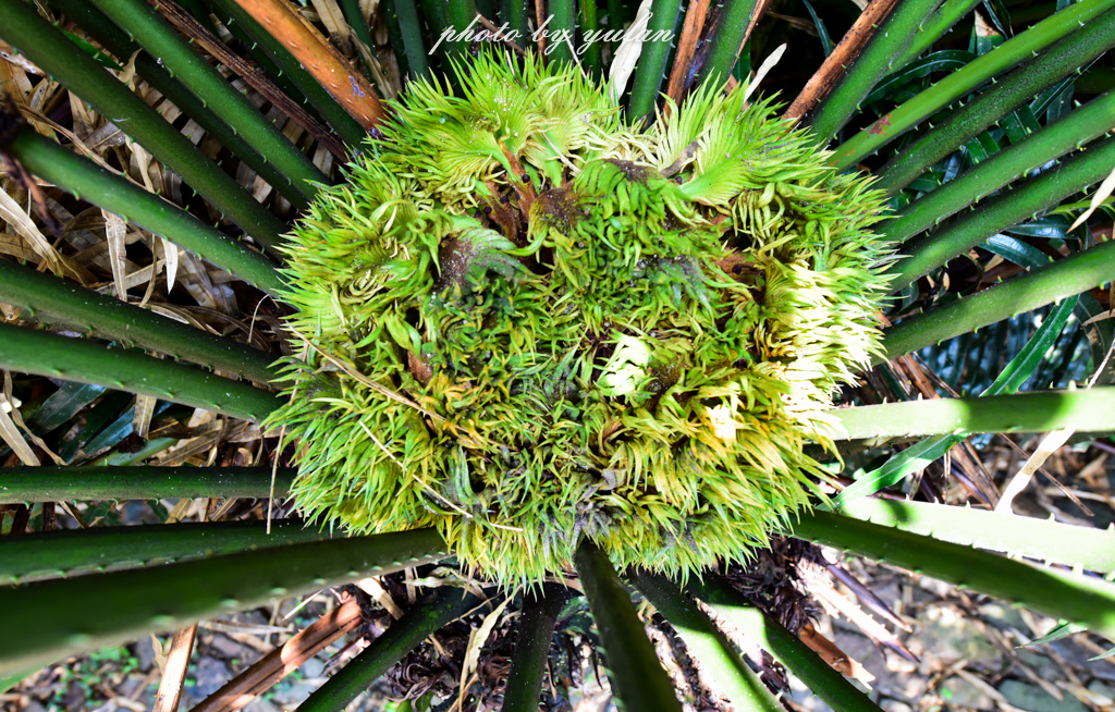 丝路奇迹：观围屋之典范，赏苏铁之传奇