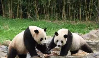 清远长隆森林主题乐园亚洲最大,广东清远长隆游乐园攻略