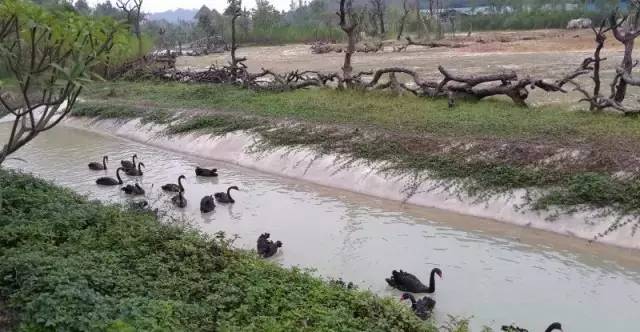 清远长隆森林主题乐园亚洲最大,广东清远长隆游乐园攻略